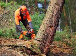 Best Leaf Removal  in Coudersport, PA