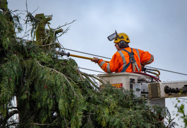 Best Tree Maintenance Programs  in Coudersport, PA