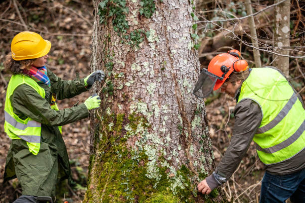 Best Fruit Tree Pruning  in Coudersport, PA