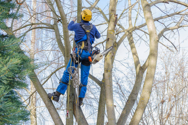 Best Tree Maintenance Programs  in Coudersport, PA