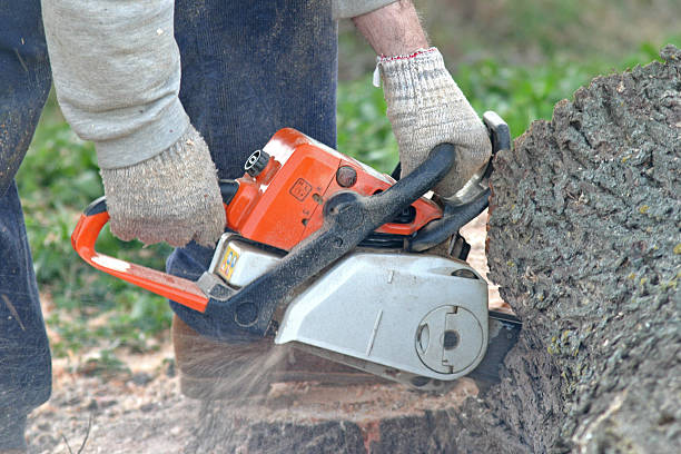 How Our Tree Care Process Works  in  Coudersport, PA