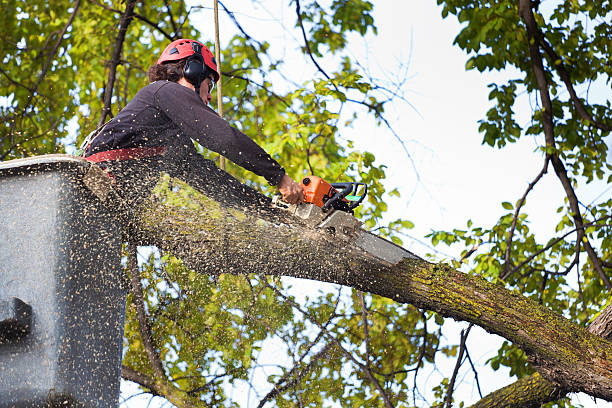 Best Seasonal Cleanup (Spring/Fall)  in Coudersport, PA