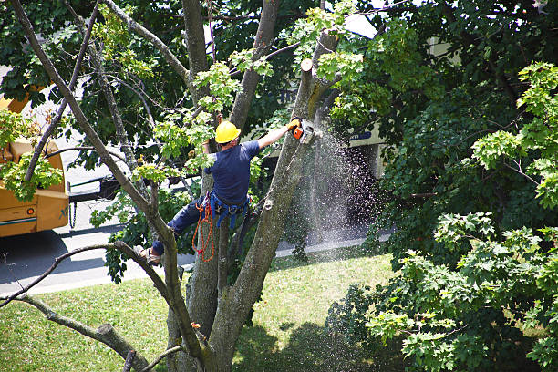 Best Mulching Services  in Coudersport, PA